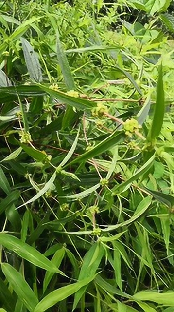 这种绿色的糯米团很多人都没见过,更不用说吃过了.