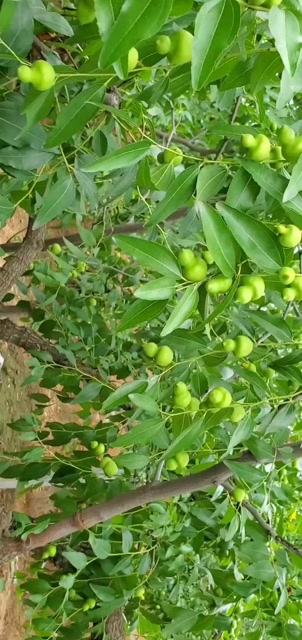 新郑市枣树研究所!红枣生长期《品种编号:_27_4》技术管理模式展播!