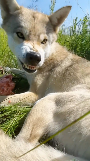 狼狗龇牙图片
