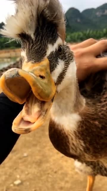 鸭子嘴巴畸形长大后竟长出杀马特造型,此刻已笑喷