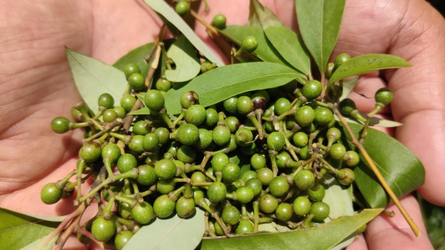 深山珍贵而稀少的山椒子,广东人提起它闻风丧胆,四川人视为珍宝