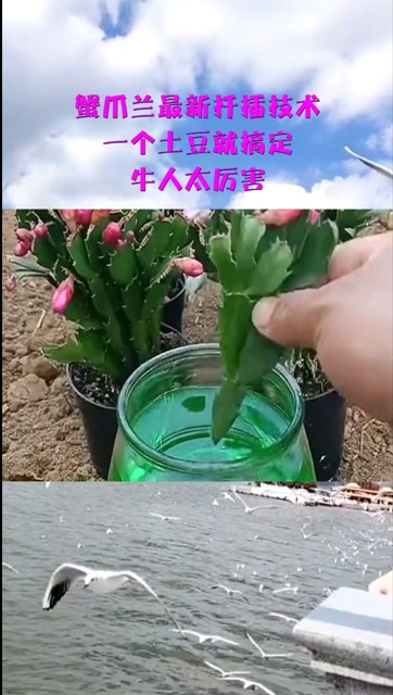 蟹爪兰最新扦插技术,一个土豆就搞定,牛人太厉害