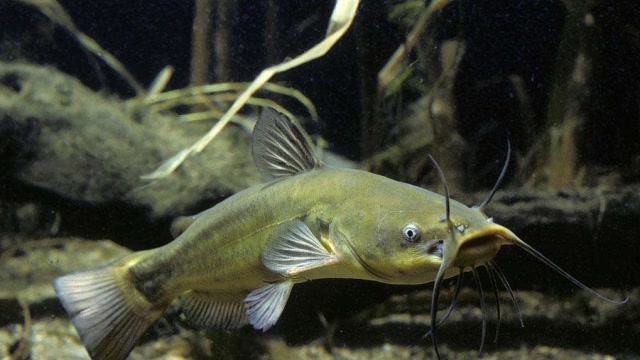 小伙钓起黄色亚马逊河须鲶鱼土著要是再大点你就该跑了