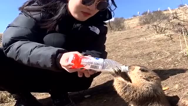 小姐姐给土拨鼠喂食,有吃的还有喝的,土拨鼠太幸福了