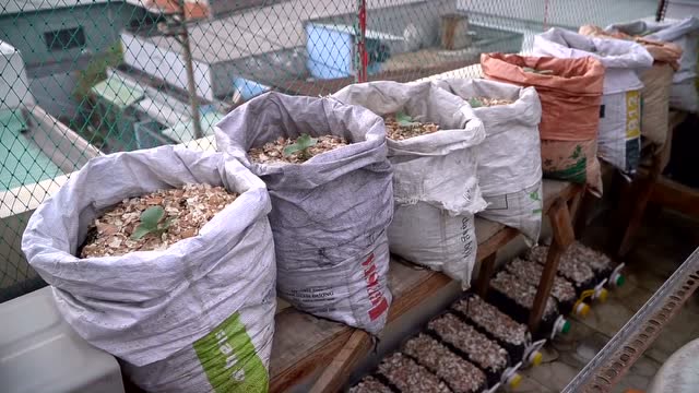 夏季在家种菜自给自足,用编织袋种植白菜,全家人根本吃不完!