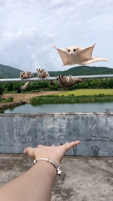 蜜袋鼯又一起来接不过来了怎么办自己爬过来吧