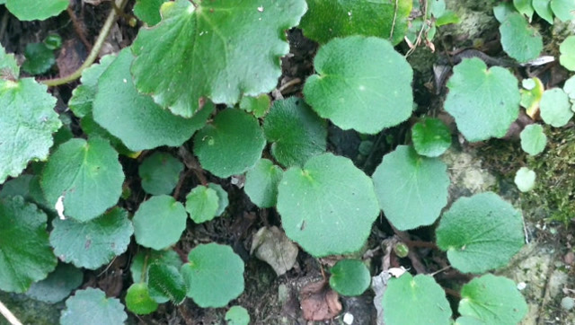 丝线吊芙蓉药用图片