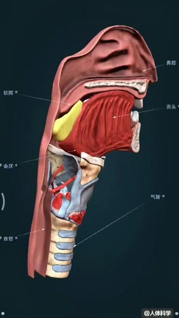 喉头和气管食管示意图图片