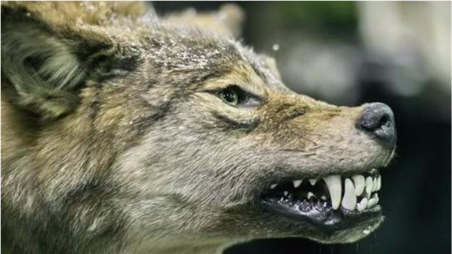 "狼狈"的成语很多,狼倒是知道!可狈到底存在吗?