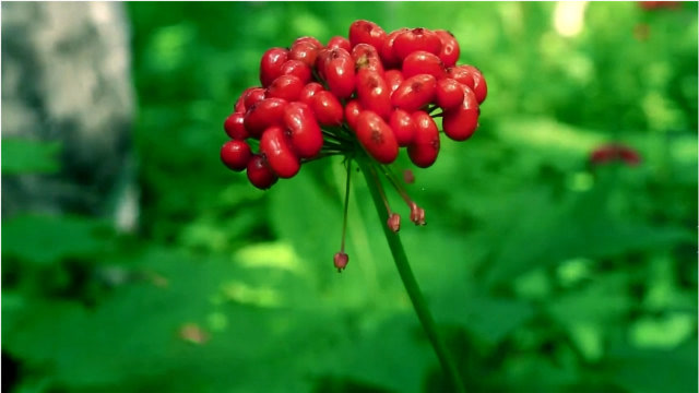 79-此处无声胜有声,人参花,人参叶欣赏