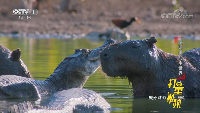 水豚身为啮齿动物,竟拿鳄鱼不当回事,胆子真是太肥了
