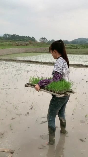 美女表演插秧,这插秧的手法,真是第一次见!
