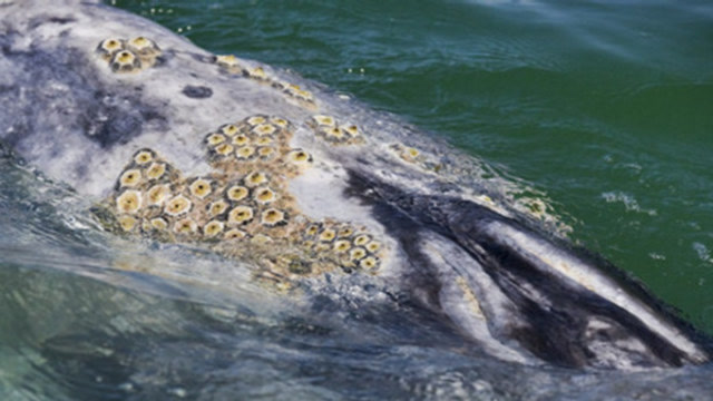 为何藤壶寄生在鲸鱼身上面对海豚却是不敢靠近网友毫无办法