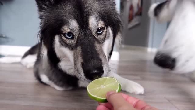 哈士奇吃柠檬,酸成表情包