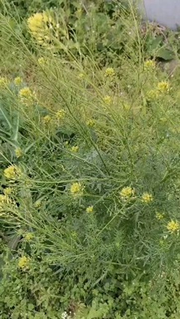 田野植物,米米蒿,种子为常用中药