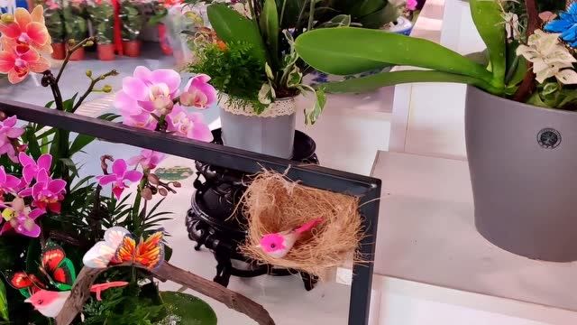 北京黄土岗花卉