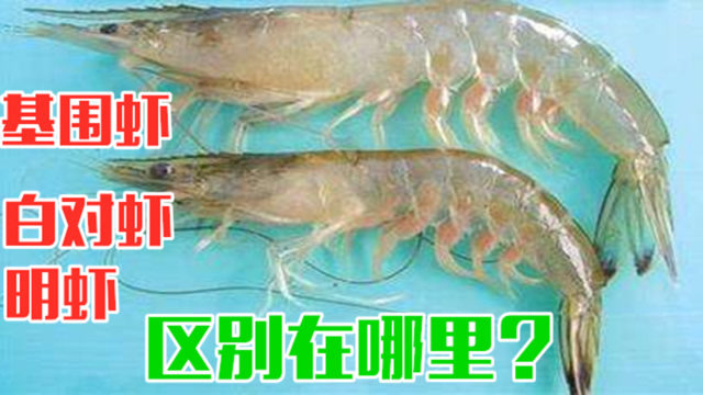 基围虾,白对虾,明虾,区别在哪里?千万要弄清楚,别再买错