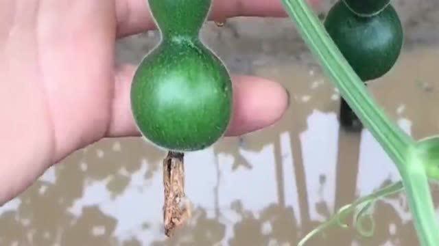 头一次见绿葫芦,感觉这样的小葫芦还是挺漂亮,难道是变异了