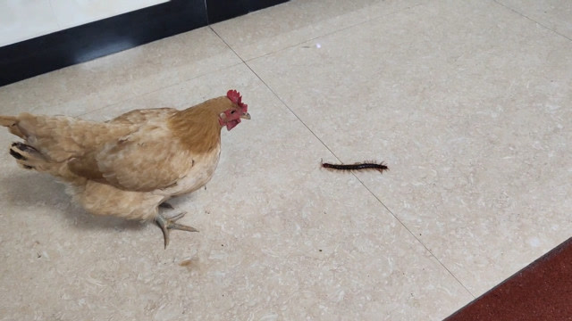 把蜈蚣放出来,放到母鸡面前会怎么样?结果母鸡犯傻了