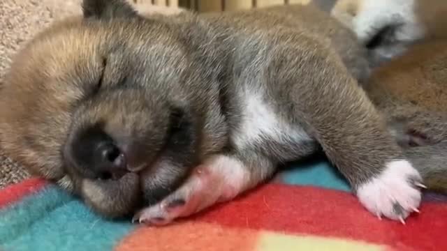 柴犬小奶狗有多可爱?睡着的样子萌化了,都舍不得叫醒它!