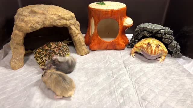 超凶的青蛙 老鼠都能一个吞下 上