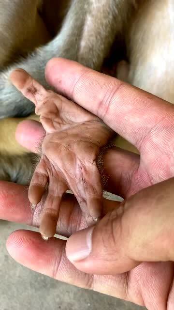 小猴子的手和人类真的很像,它的感情线不太好!