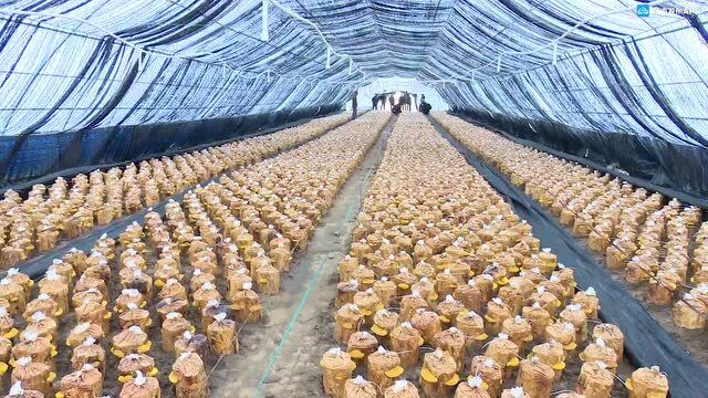 和龙市八家子镇:桑黄产业带动脱贫致富