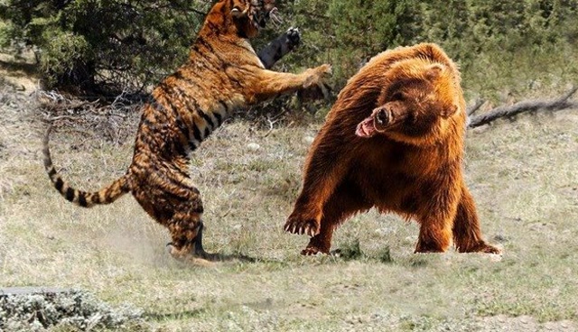 上演"熊虎斗"!熊厉害还是老虎厉害