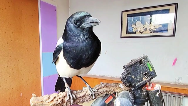 散养喜鹊基本每天都是早上出去,天黑前回来,今天有点特殊