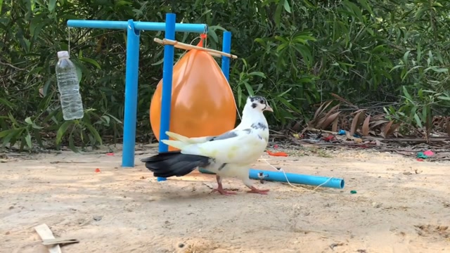 鸽子踩中了陷阱,脚被绳子套住了!