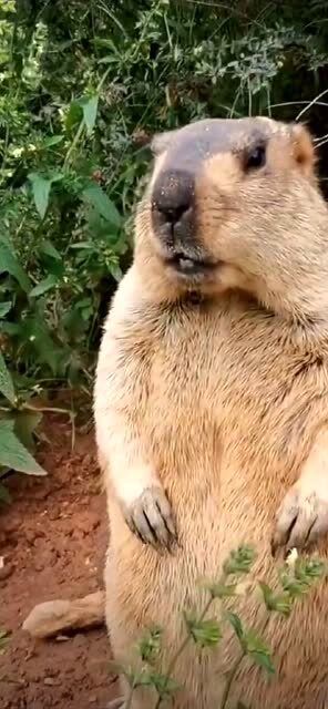 搞笑:一直被表情包骗了,原来土拨鼠是这样叫的