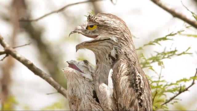 这种鸟长得像根干枯的木头,你能找出来算我输
