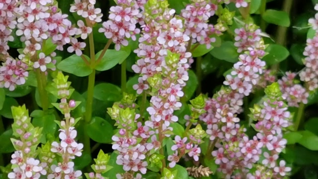 这种野生植物开花很漂亮,它叫圆叶节节菜,是一种中草药,来简单认识一