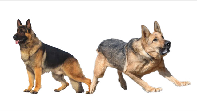 德牧与昆明犬的区别