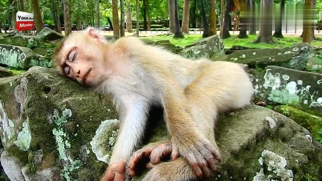 小猴子生病无精打采,独自躺在石头上闭眼休息,可怜模样让人心疼