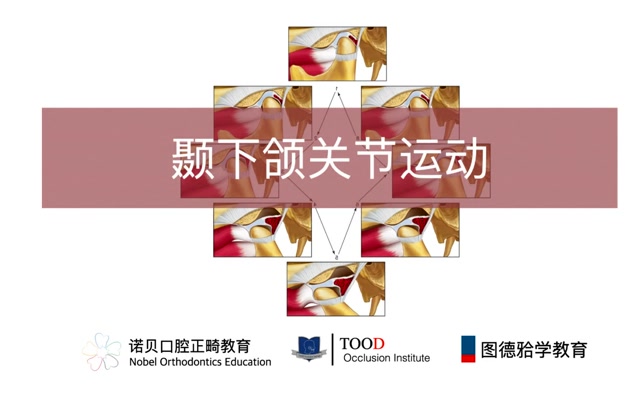 颞下颌关节运动路径