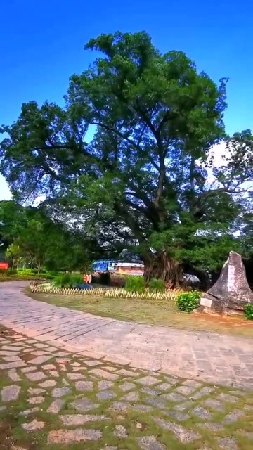 桂林平乐县榕津村,因千年古榕树而成名