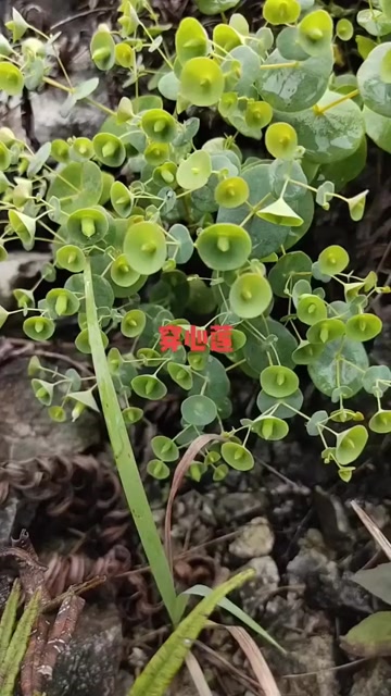 穿心莲也叫穿心草,民间的肝炎草