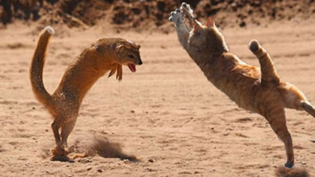 不服就干!黄鼠狼与老鼠街头"打架",当街"肉搏"场面火爆!