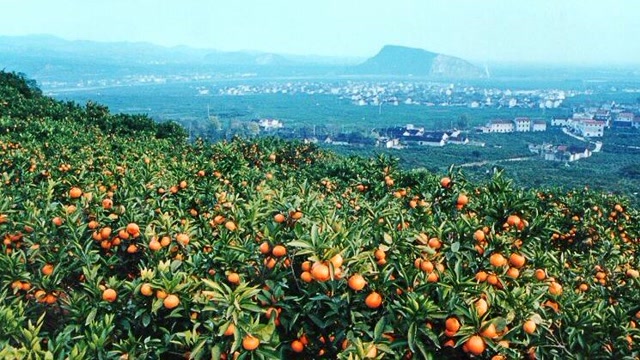 汉中乡村行/城固桔园镇观升仙蜜桔