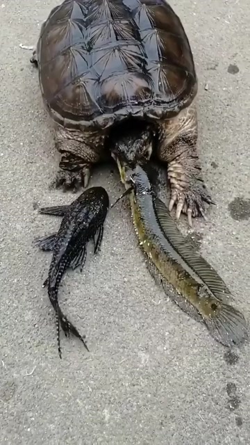 乌龟都是这样吃鱼的,今天看到这样一幕,终于知道为什么总是少鱼