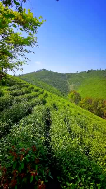 安吉茶山图片,安吉茶山(第2页)_大山谷图库
