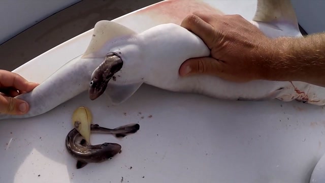 腹中竞技场!鲨鱼怀孕像"养蛊",小鲨鱼出生第一步就是吃掉手足