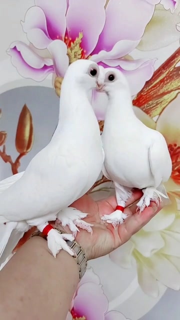 短嘴毛腿豆眼白鸽关注127天前