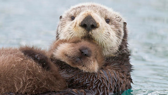 超温馨!海獭宝宝不会游泳 妈妈紧紧抱着它在水上漂