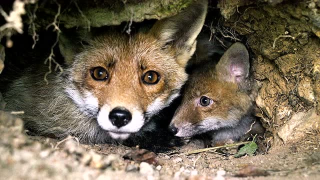 狐狸捕食兔子,赶紧叼回洞里喂宝宝