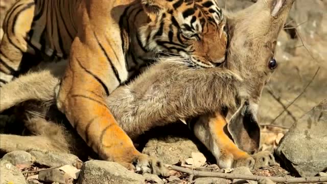 摄影师蹲守660小时 拍下老虎捕鹿精彩瞬间