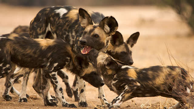 一群非洲野狗围攻羚羊,掏心挖肺,惨不忍睹