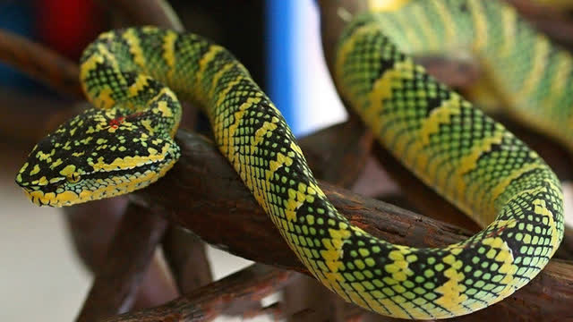 亚洲攻击性最强的蛇类之一:烙铁头蛇