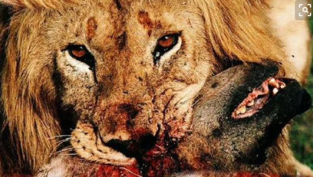珍贵狮王猎杀鬣狗视频大集锦,狮王霸气秒杀